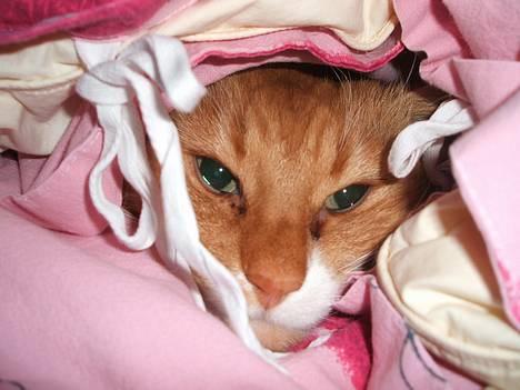 Norsk Skovkat kvik R.i.p billede 2