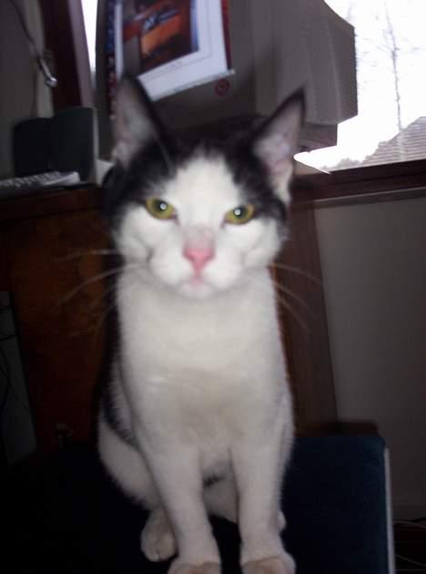 Huskat Arnold - Arnold da han var en lille tynd killing. billede 19