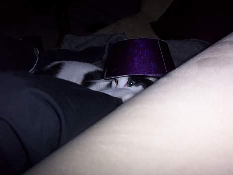 Huskat Arnold - Arnold har fundet en nytårshat. billede 20