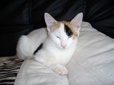 Huskat Jasmin -  sidst på dagen bliver man lidt træt... billede 20