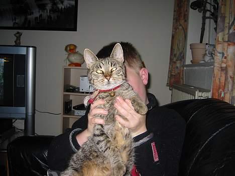 Huskat Sylvester *Aflivet* - Slip mig billede 8