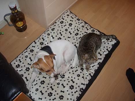 Huskat Sylvester *Aflivet* - Gå vi prøver at sove billede 9