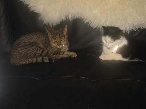 Huskat Sylvester *Aflivet* - Mig og Polly billede 10