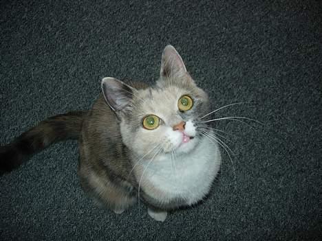 Blanding af racer Mille - mille missen kigger op billede 1