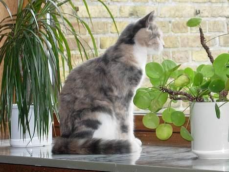 Blanding af racer Mille - kan man blive flottere? billede 2