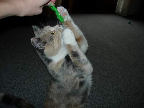 Blanding af racer Mille - Jeg leger :D billede 3