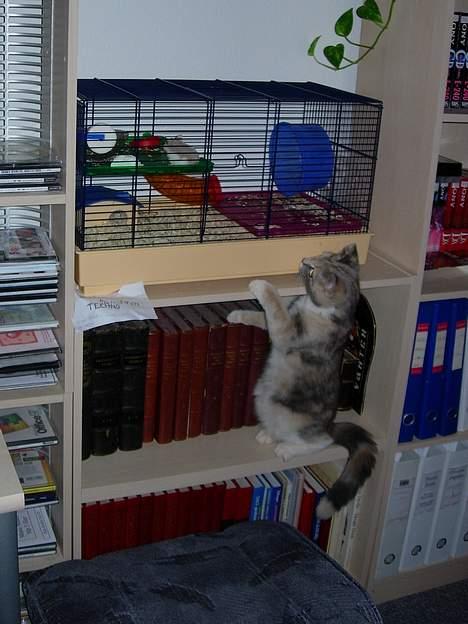 Blanding af racer Mille - Den hamster er godt nok spændene! billede 4