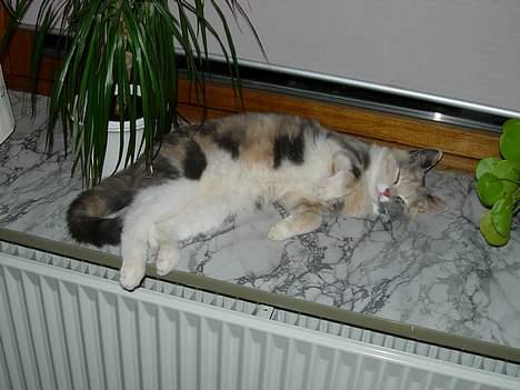 Blanding af racer Mille billede 5