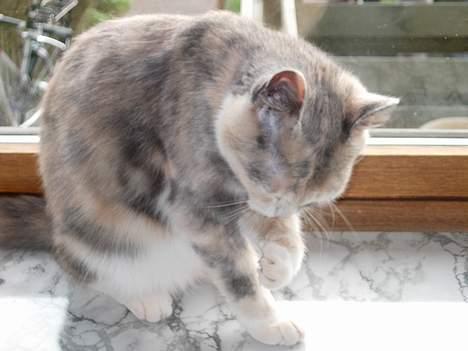 Blanding af racer Mille billede 6