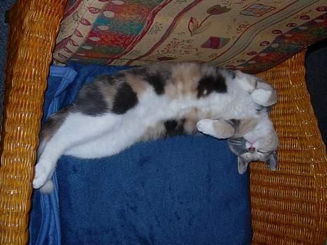 Blanding af racer Mille - Hvordan virker denne posering? Er jeg lækker? billede 7