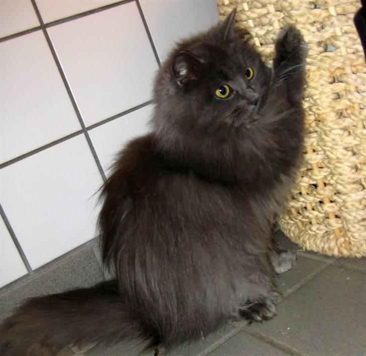 Blanding af racer Miss Mynte R.I.P :(  - 1 | Mynte - Hov , det kunne bruges som kradsetræ billede 1