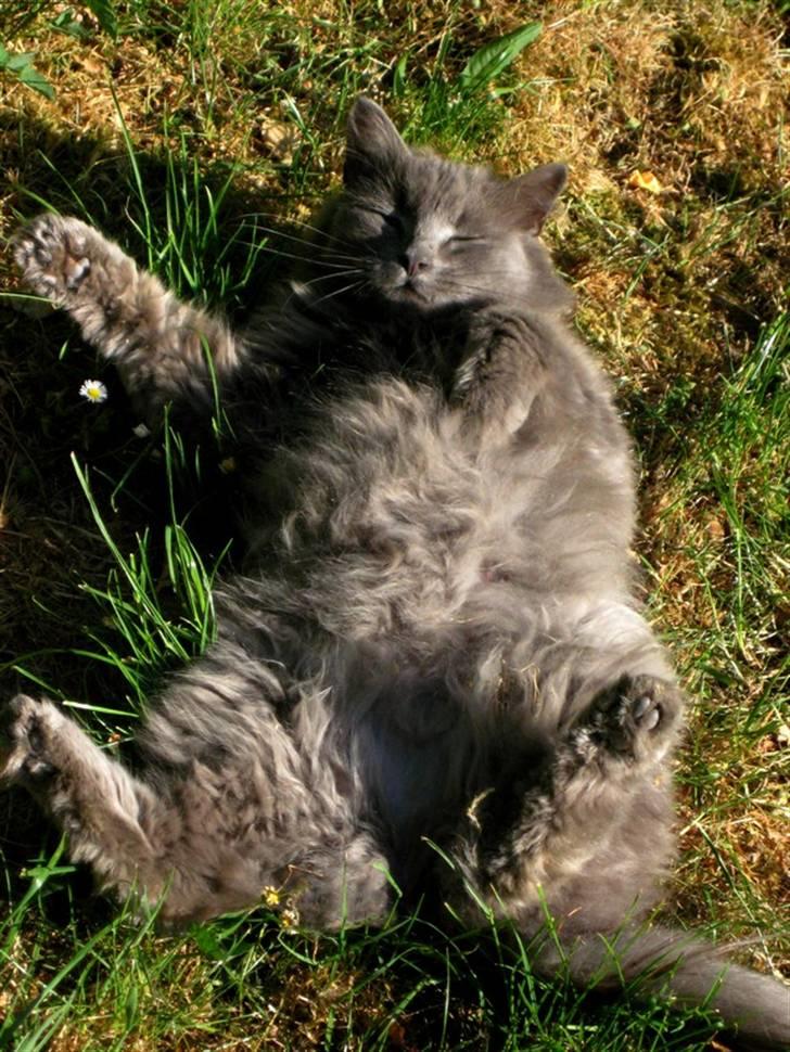 Blanding af racer Miss Mynte R.I.P :(  - 2 | Mynte - se, her var dejligt :p billede 2