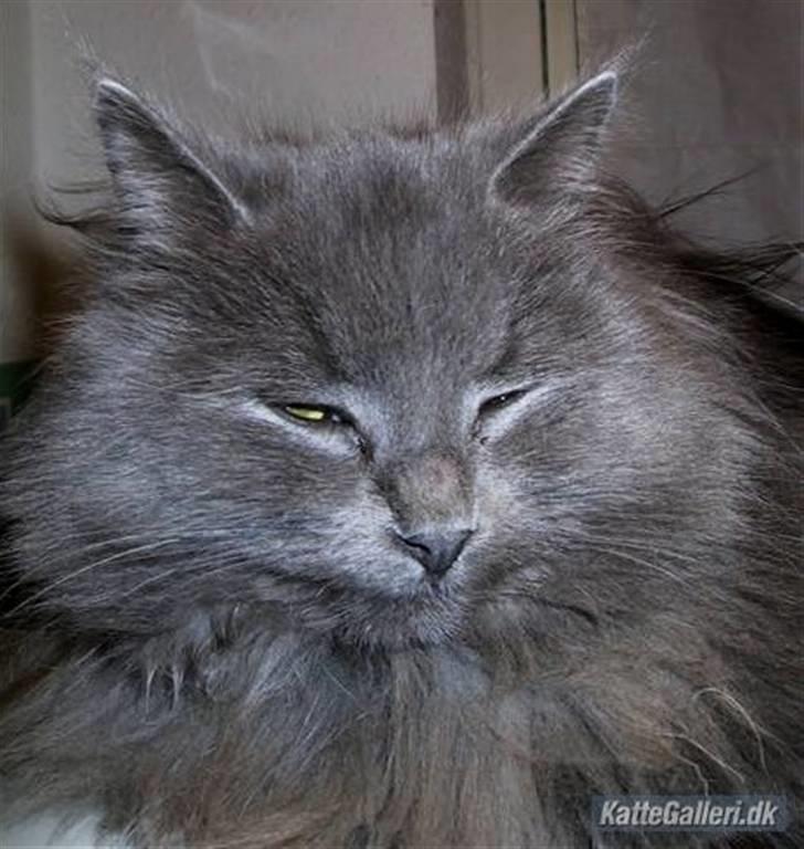 Blanding af racer Miss Mynte R.I.P :(  - 3 | Mynte -  billede 3