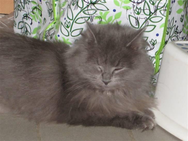 Blanding af racer Miss Mynte R.I.P :(  - 4 | Mynte - billede 4