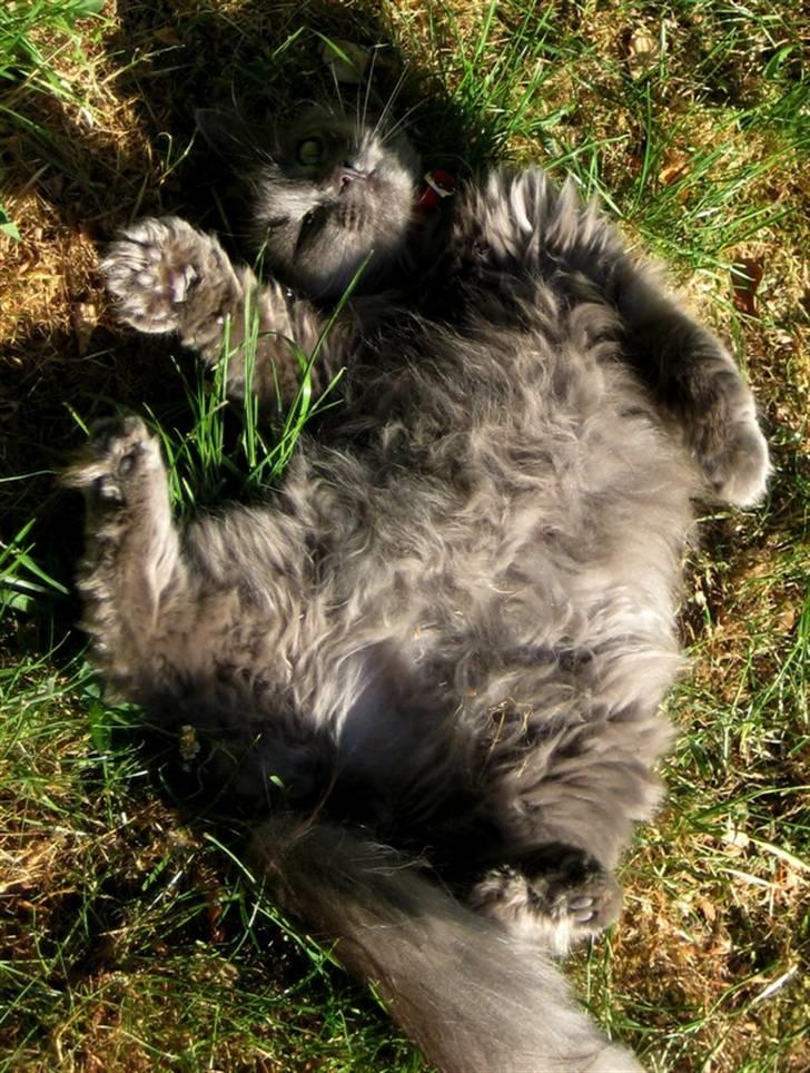 Blanding af racer Miss Mynte R.I.P :(  - 5 | Mynte - jaae , det har I nok ikke set før - jeg kan også gå ligesom egypterne ! billede 5