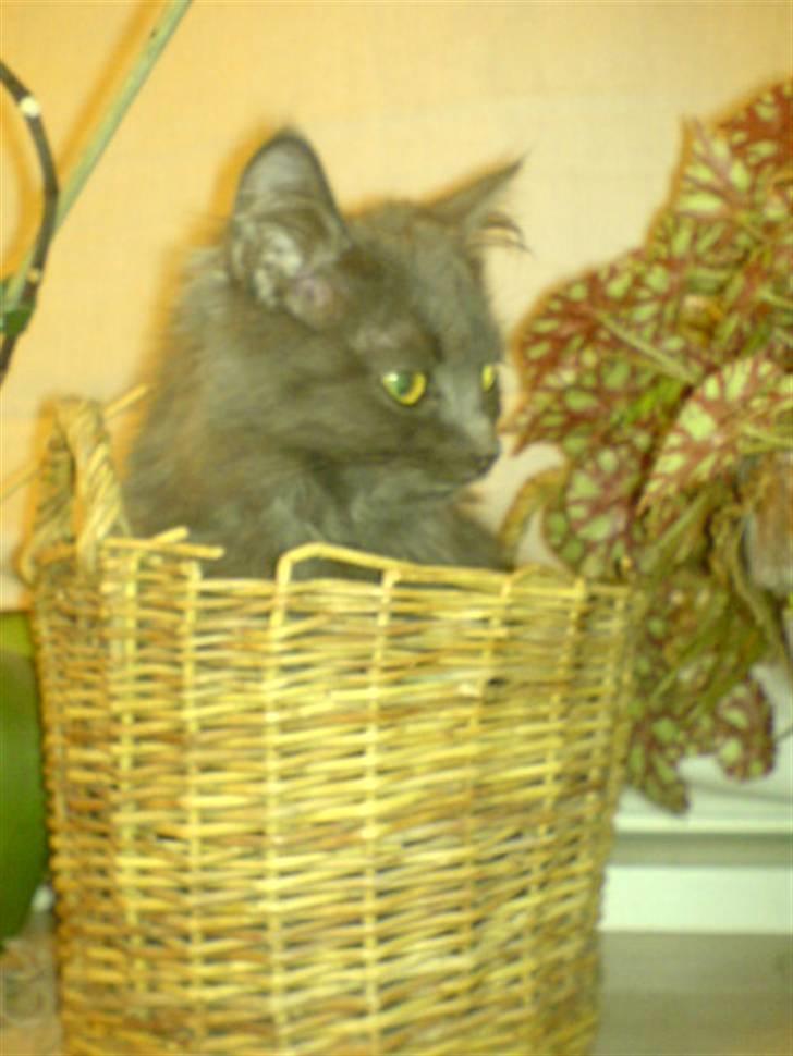 Blanding af racer Miss Mynte R.I.P :(  - 6 | Mynte - billede 6