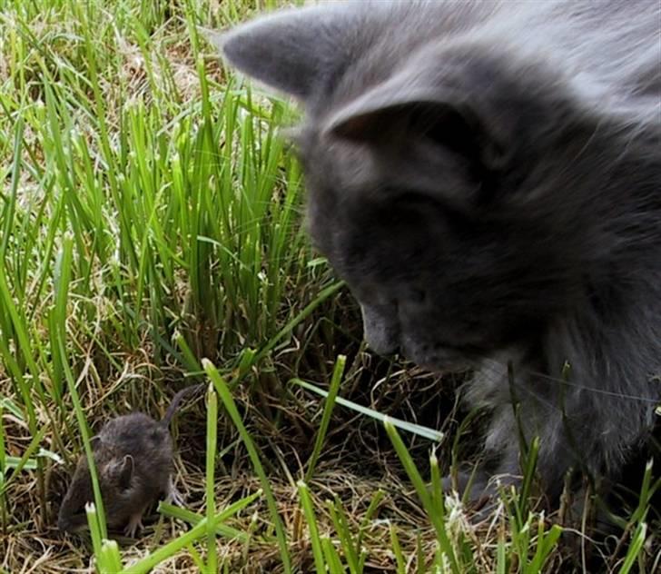 Blanding af racer Miss Mynte R.I.P :(  - 7 | Mynte - mussejagt billede 7