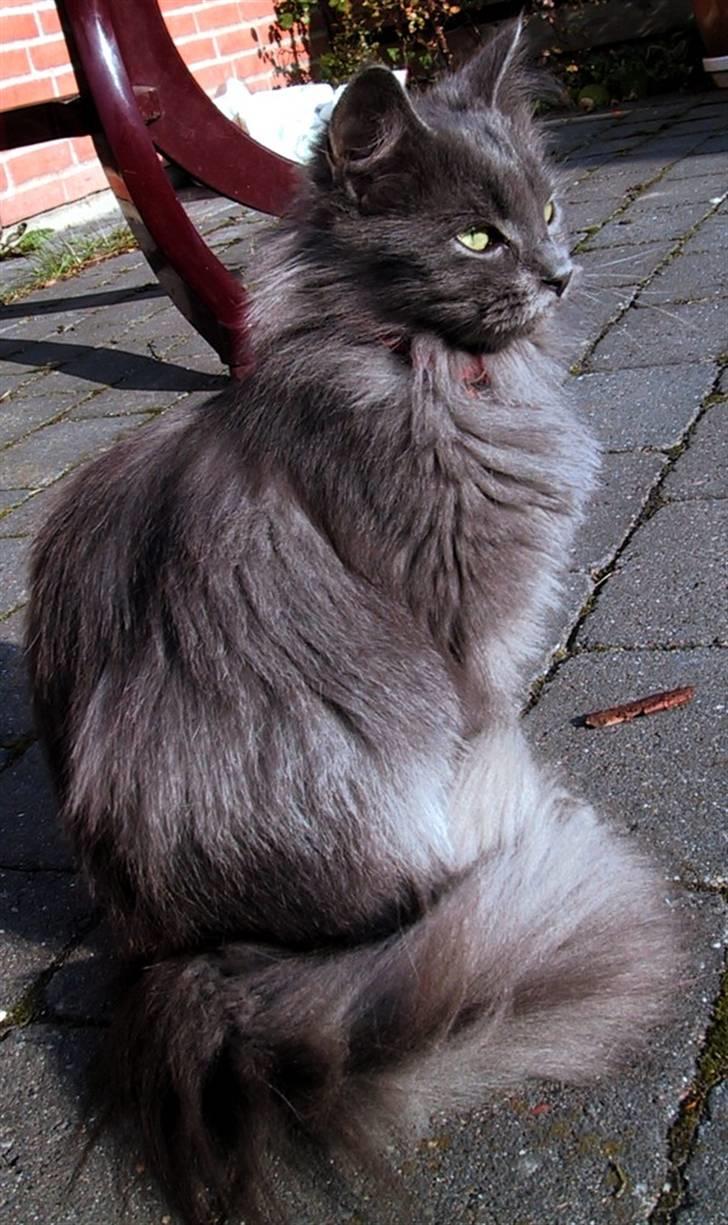 Blanding af racer Miss Mynte R.I.P :(  - 8 | Mynte - billede 8