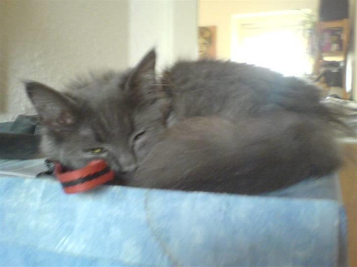 Blanding af racer Miss Mynte R.I.P :(  - 9 | Mynte - billede 9