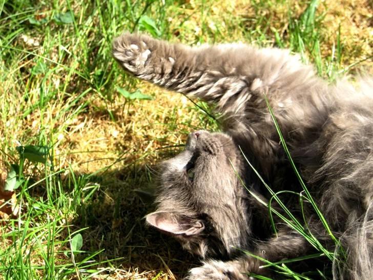 Blanding af racer Miss Mynte R.I.P :(  - 10 | Mynte -  billede 10