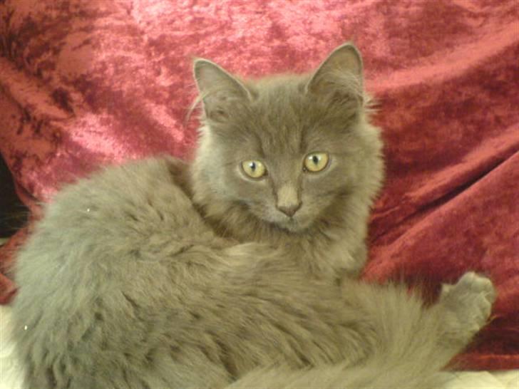 Blanding af racer Miss Mynte R.I.P :(  - 11 | Mynte - billede 11