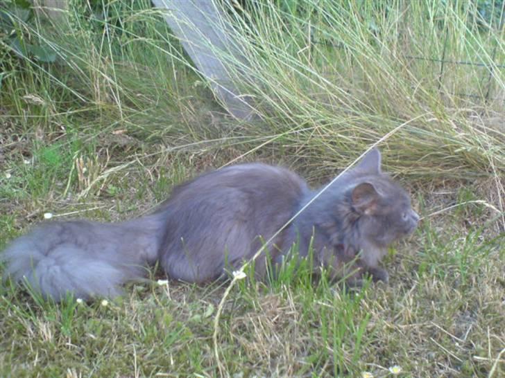 Blanding af racer Miss Mynte R.I.P :(  - 12 | Mynte - billede 12