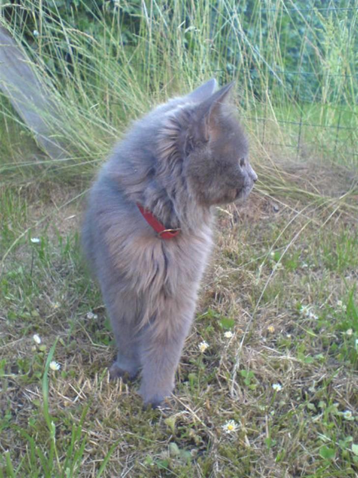 Blanding af racer Miss Mynte R.I.P :(  - 13 | Mynte - billede 13