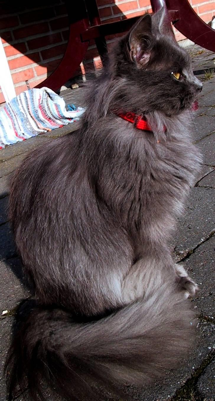 Blanding af racer Miss Mynte R.I.P :(  - 14 | Mynte - billede 14