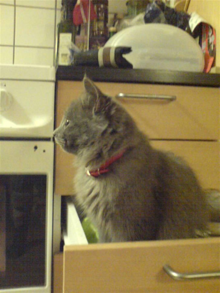 Blanding af racer Miss Mynte R.I.P :(  - 15 | Mynte - billede 15