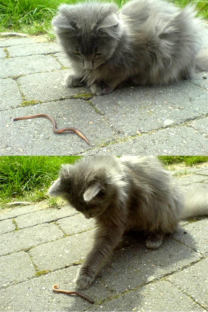 Blanding af racer Miss Mynte R.I.P :(  - 16 | Mynte - Myntes allerførste fangst .. En regnorm billede 16