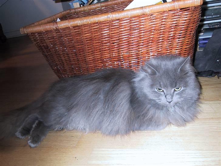 Blanding af racer Miss Mynte R.I.P :(  - 18 | Mynte - billede 17