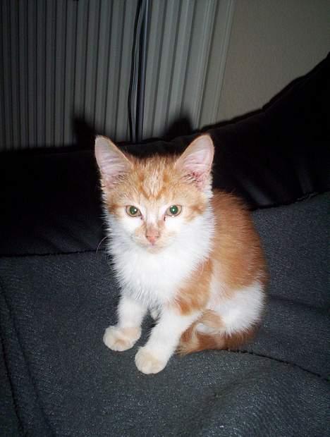 Huskat Frida billede 6