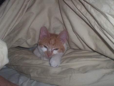 Huskat Frida billede 7