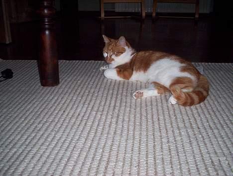 Huskat Frida billede 8