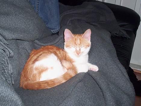 Huskat Frida billede 9