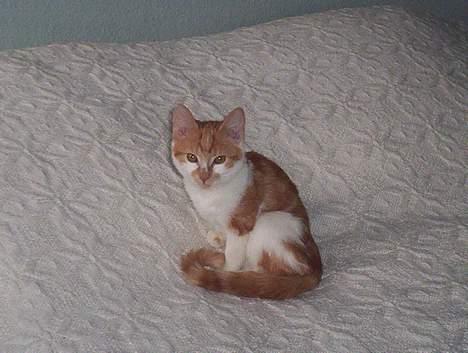 Huskat Frida billede 10