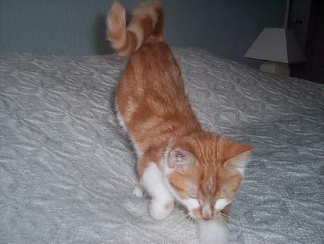 Huskat Frida billede 11