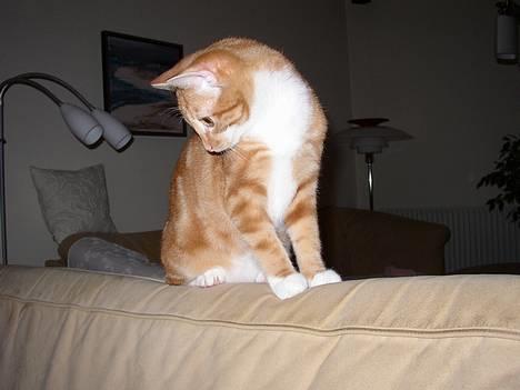 Huskat Victor - 07.01.01: 6 måneder nu og en flot fyr! billede 10