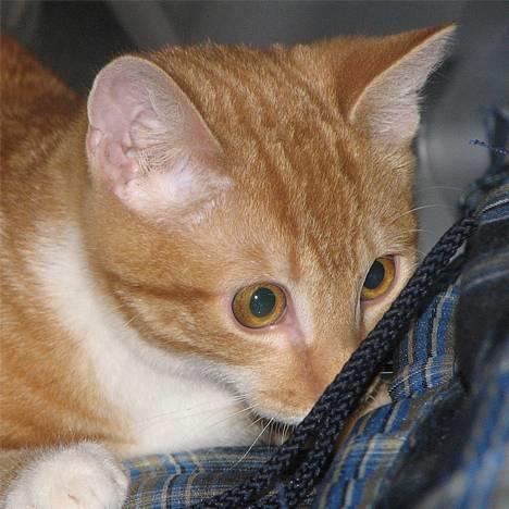 Huskat Victor - 07.01.01: Hvor er musen, jeg kan lugte den... billede 11