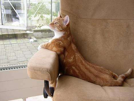 Huskat Victor - 07.02.09: Hvor er fuglene mor? billede 12