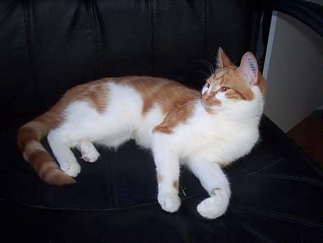 Huskat Frida billede 12