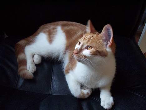 Huskat Frida billede 13