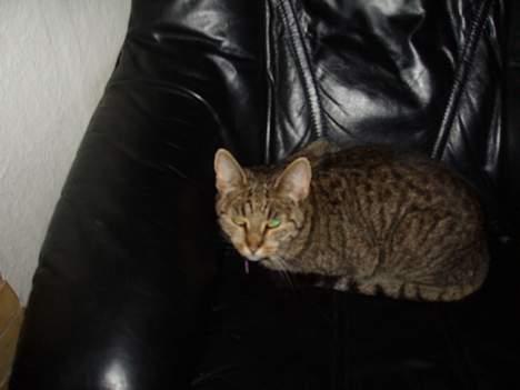 Huskat Sylvester *Aflivet* - Her ligger jeg er min stol :) billede 11