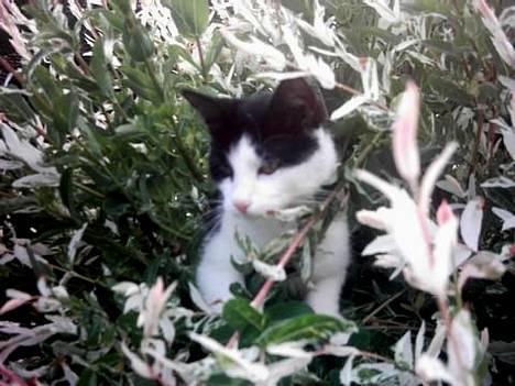 Huskat Nala billede 1