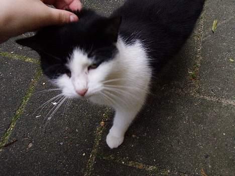 Huskat Nala billede 2