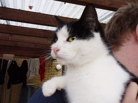 Huskat Nala billede 3