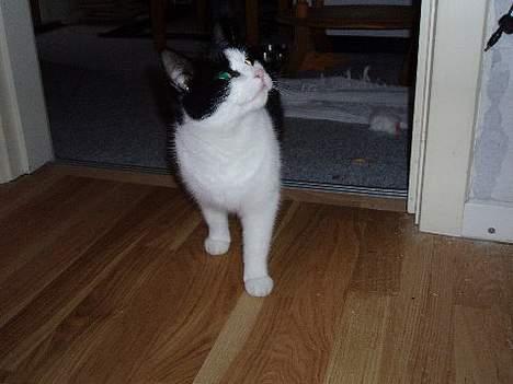 Huskat Nala billede 4