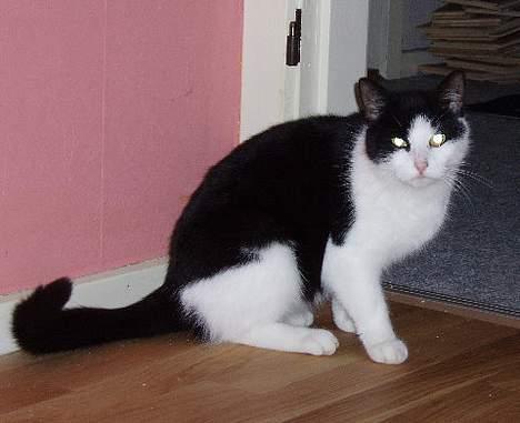 Huskat Nala billede 5