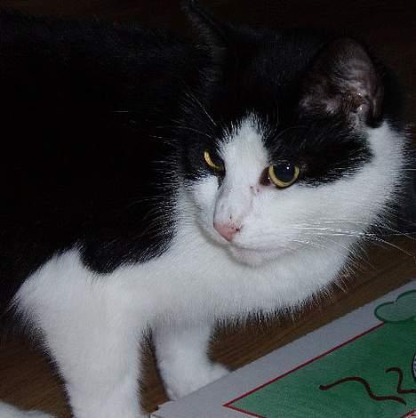 Huskat Nala billede 6