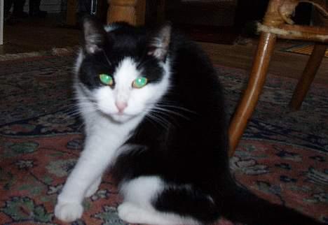 Huskat Nala billede 7